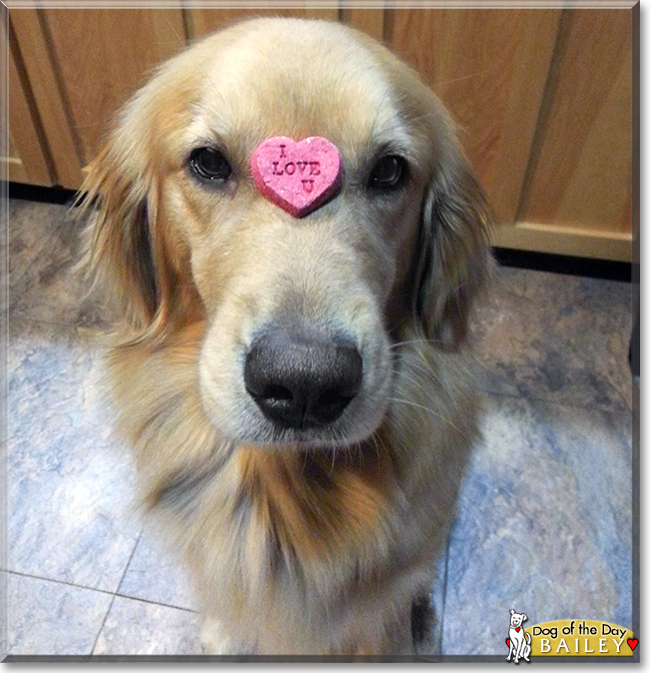 Bailey the Golden Retriever, the Dog of the Day