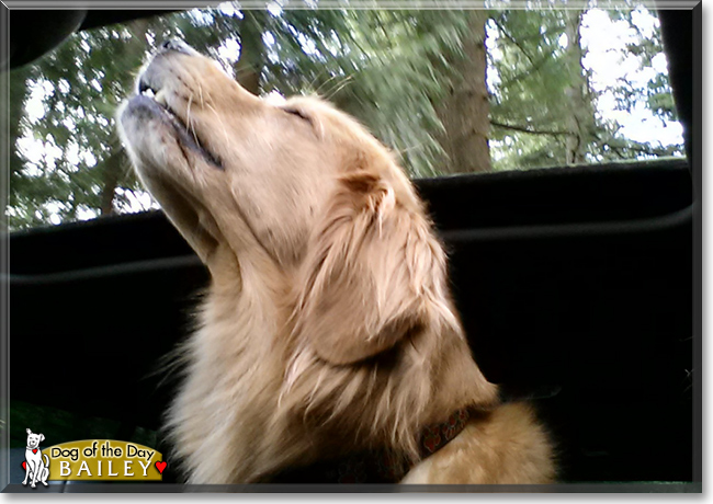 Bailey the Golden Retriever, the Dog of the Day