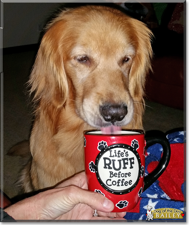 Bailey the Golden Retriever, the Dog of the Day