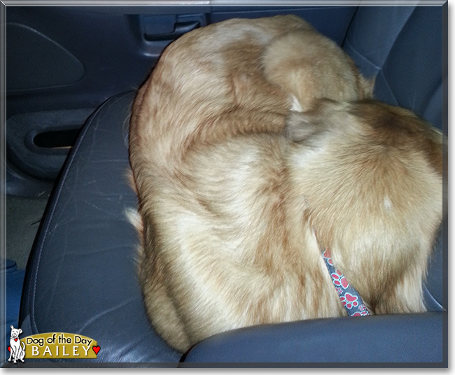 Bailey the Golden Retriever, the Dog of the Day