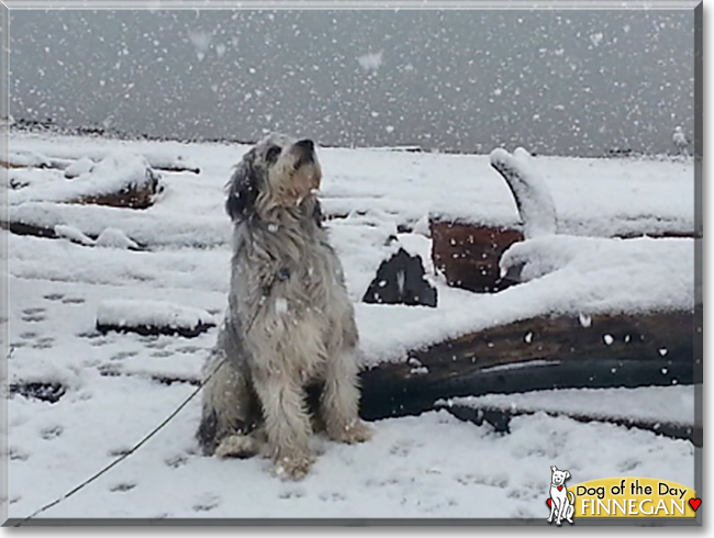 Finnegan the Poodle/Australian Shepherd Mix, the Dog of the Day