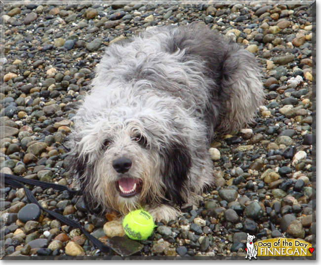 Finnegan the Poodle/Australian Shepherd Mix, the Dog of the Day