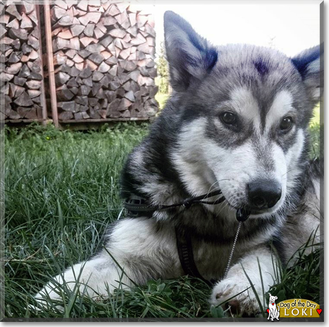 Loki the Alaskan Malamute, the Dog of the Day