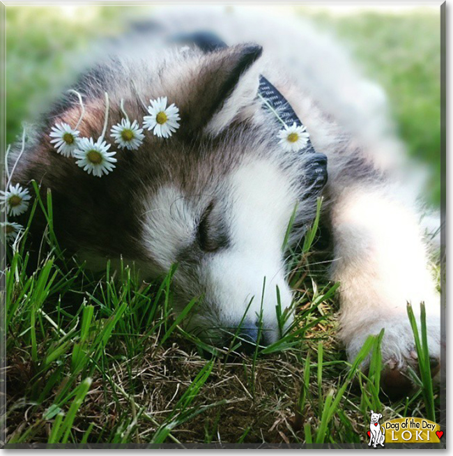 Loki the Alaskan Malamute, the Dog of the Day