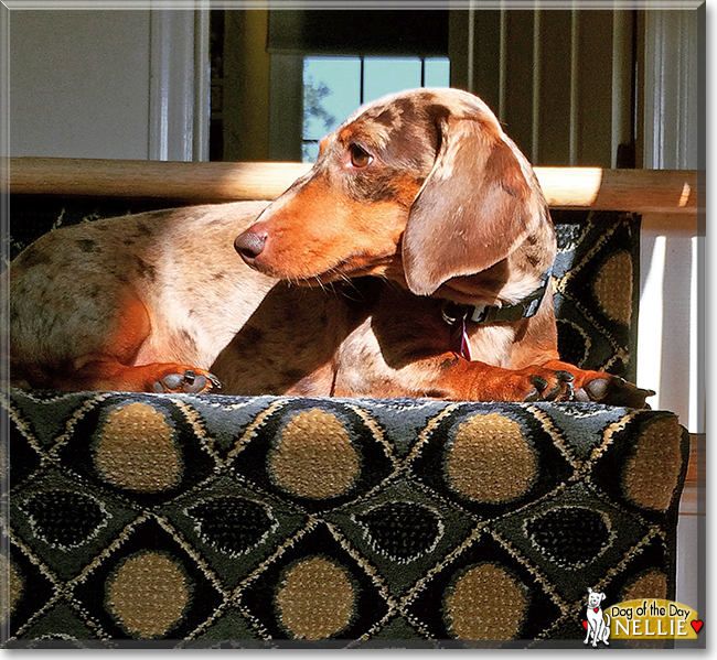 Nellie the Miniature Dachshund, the Dog of the Day