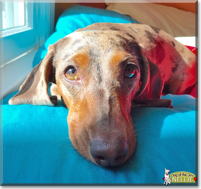 Nellie the Miniature Dachshund, the Dog of the Day