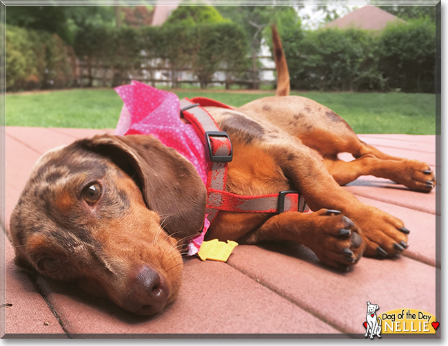 Nellie the Miniature Dachshund, the Dog of the Day