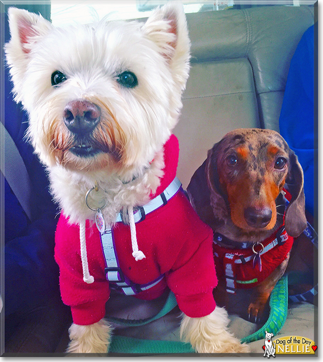 Nellie the Miniature Dachshund, the Dog of the Day