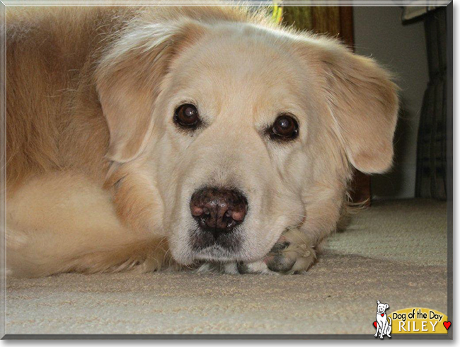 Riley the Labrador Retriever mix, the Dog of the Day