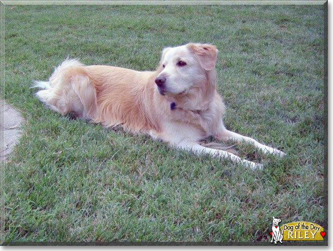 Riley the Labrador Retriever mix, the Dog of the Day