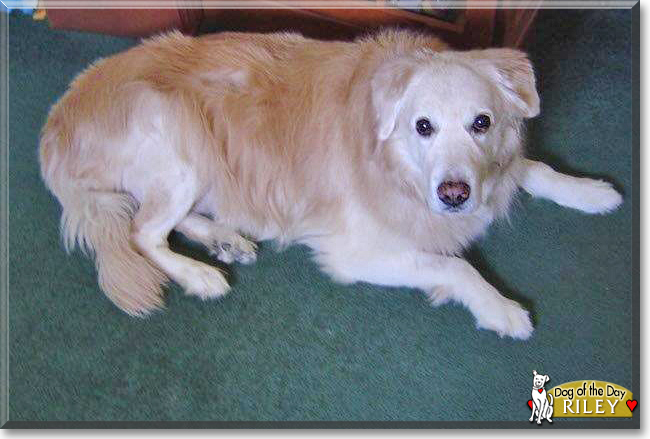 Riley the Labrador Retriever mix, the Dog of the Day