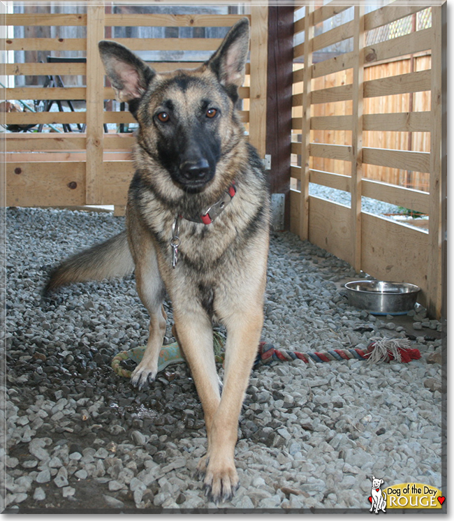 Rouge the German Shepherd Dog, the Dog of the Day