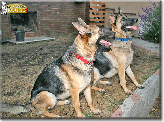 Rouge the German Shepherd Dog, the Dog of the Day