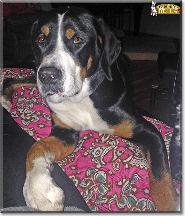 Bella the Greater Swiss Mountain Dog, the Dog of the Day