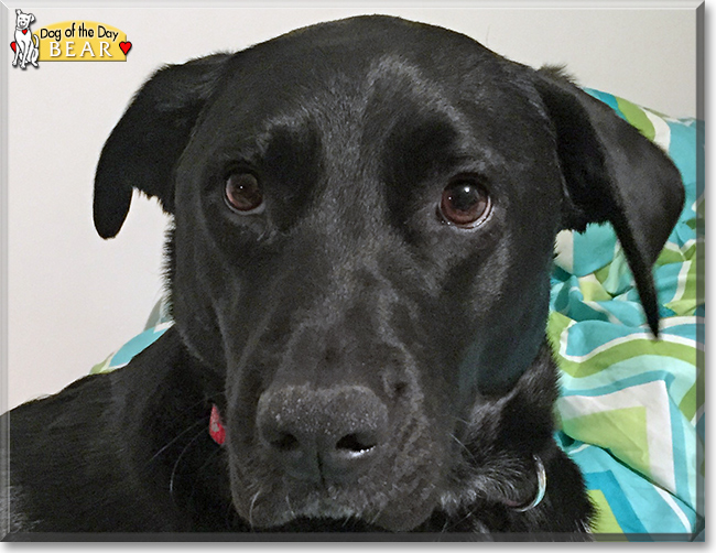 Bear the Labrador Retriever, the Dog of the Day