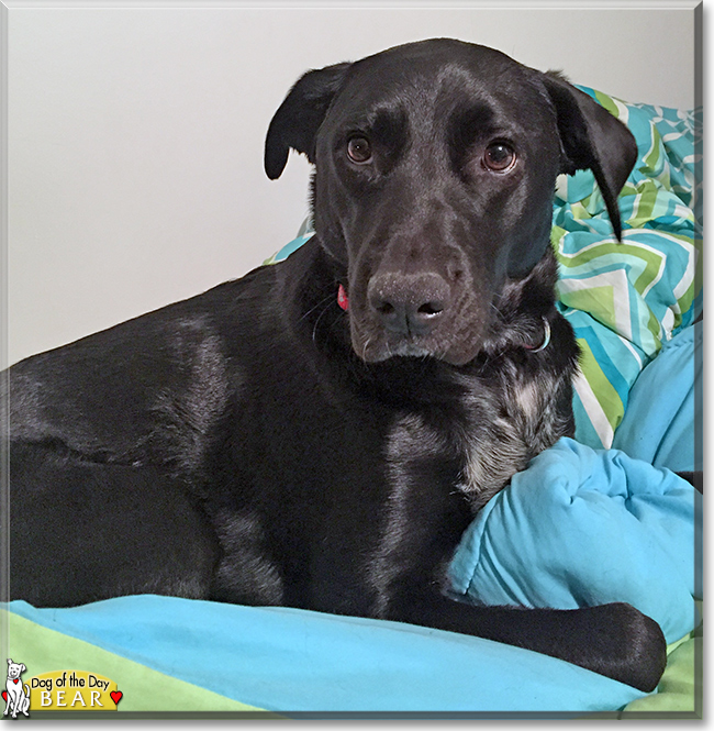 Bear the Labrador Retriever, the Dog of the Day