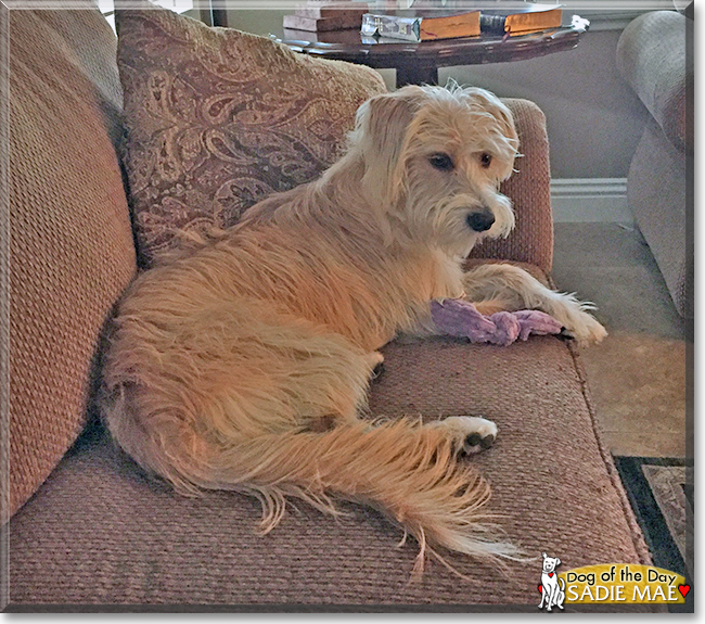 Sadie Mae the Wheaten Terrier/Saluki cross, the Dog of the Day