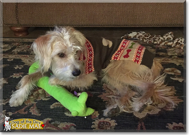 Sadie Mae the Wheaten Terrier/Saluki cross, the Dog of the Day