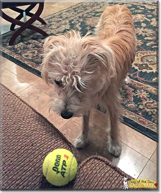 Sadie Mae the Wheaten Terrier/Saluki cross, the Dog of the Day