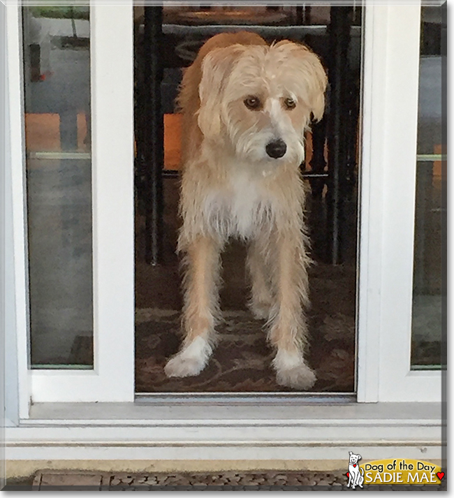 Sadie Mae the Wheaten Terrier/Saluki cross, the Dog of the Day