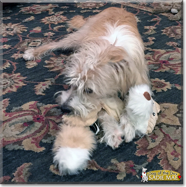 Sadie Mae the Wheaten Terrier/Saluki cross, the Dog of the Day