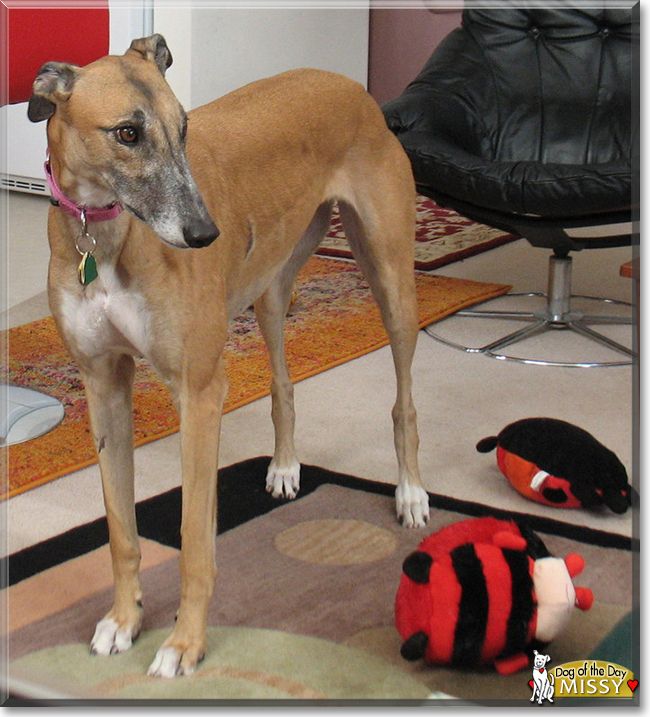 Missy the Greyhound, the Dog of the Day