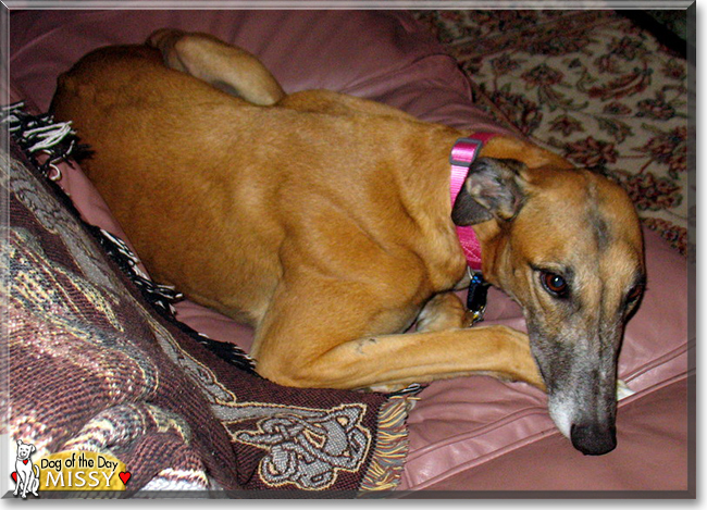 Missy the Greyhound, the Dog of the Day