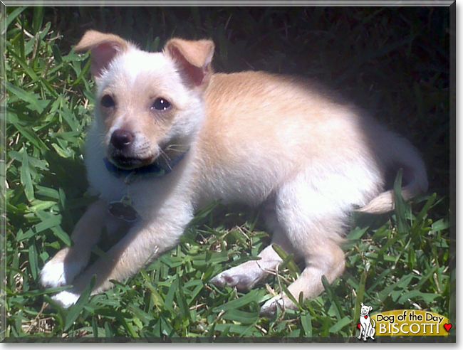 Biscotti the Chihuahua mix, the Dog of the Day