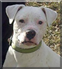 Scar the American Bulldog mix