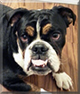 Oz the English Bulldog/Old English Bulldog