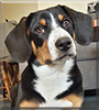 Arya the Entlebucher Mountain Dog