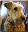 Zoro the Airedale Terrier