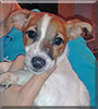 Sapphire the Jack Russell Terrier