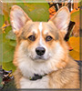 Gryffin the Pembroke Welsh Corgi