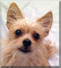 Peanut the Chihuahua/Cairn Terrier Mix