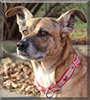 Hallie the Boxer, Australian Cattle Dog mix