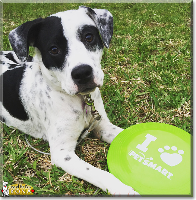 "Kona the Dog" - Dog of the Day - October 01, 2015