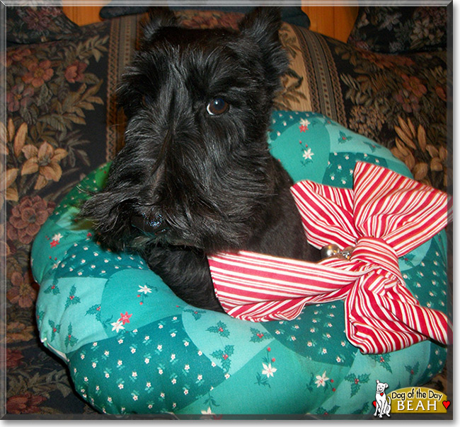 Beah the Scottish Terrier, the Dog of the Day