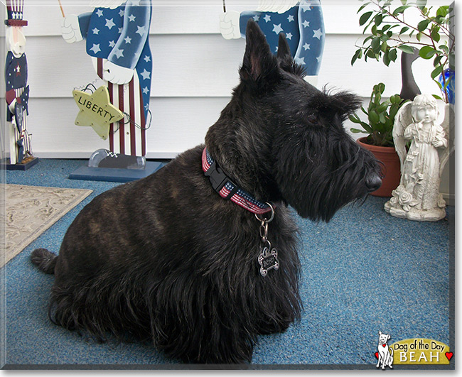 Beah the Scottish Terrier, the Dog of the Day