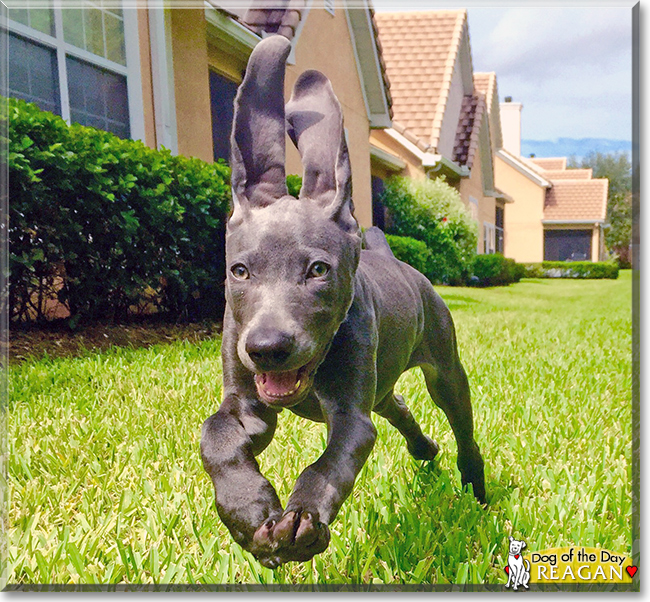 Reagan the Weimaraner, the Dog of the Day