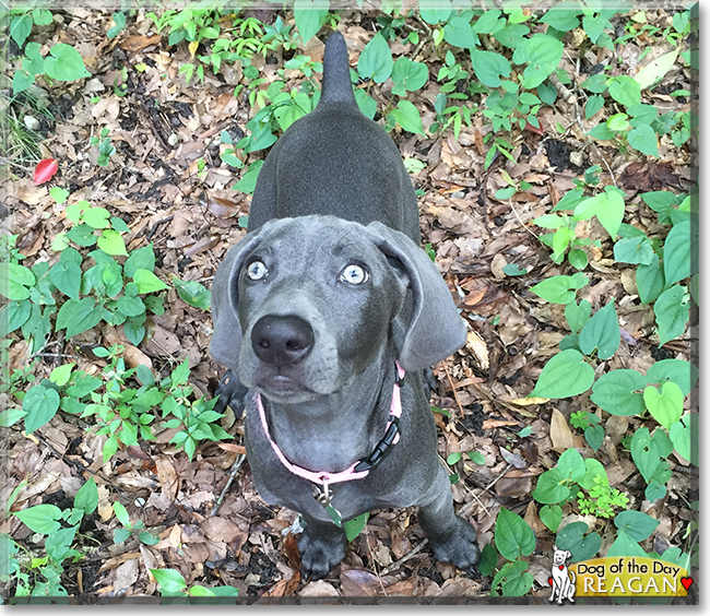 Reagan the Weimaraner, the Dog of the Day