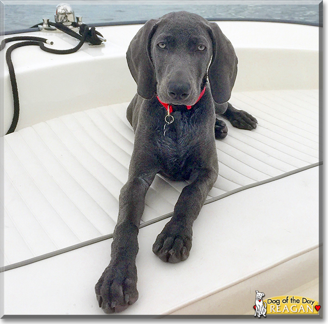 Reagan the Weimaraner, the Dog of the Day