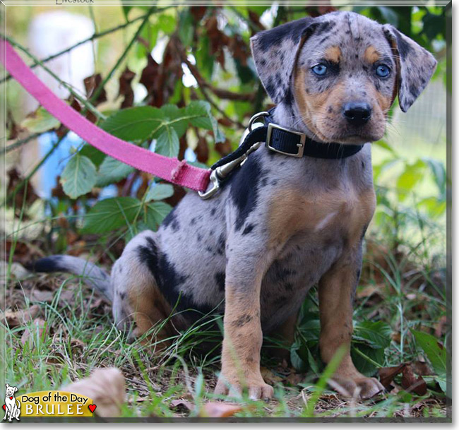 Brulee the Catahoula Leopard Dog, the Dog of the Day