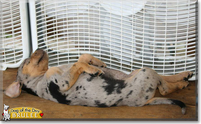 Brulee the Catahoula Leopard Dog, the Dog of the Day