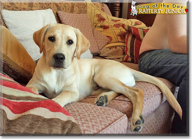 Rafferty Junior the Labrador Retriever, the Dog of the Day