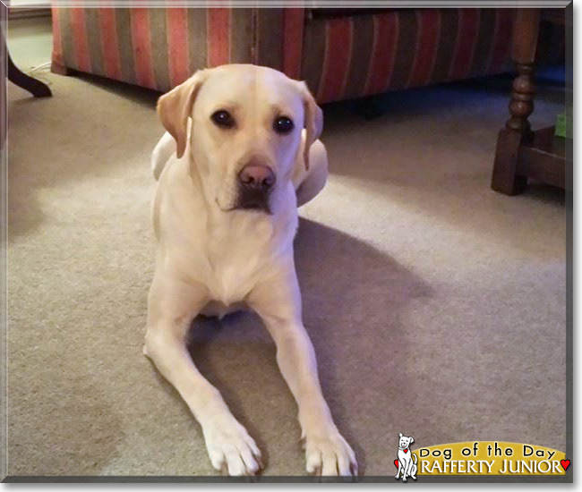 Rafferty Junior the Labrador Retriever, the Dog of the Day