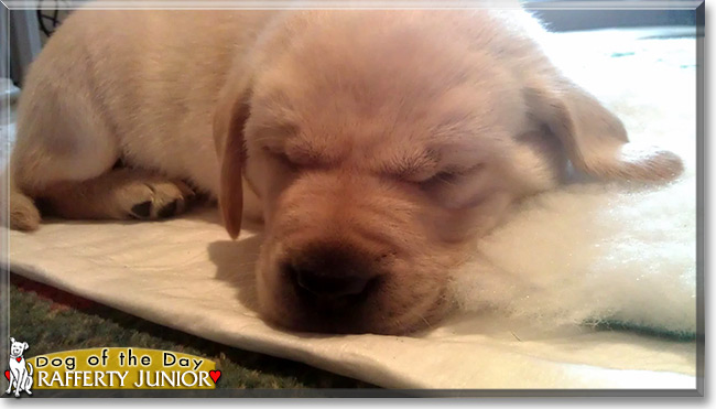 Rafferty Junior the Labrador Retriever, the Dog of the Day