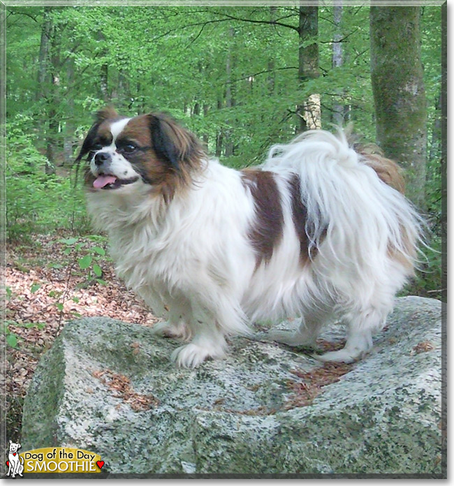 Shih tzu store papillon mix hypoallergenic