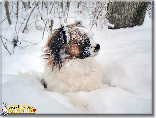 Smoothie the Papillon/Shih Tzu, the Dog of the Day