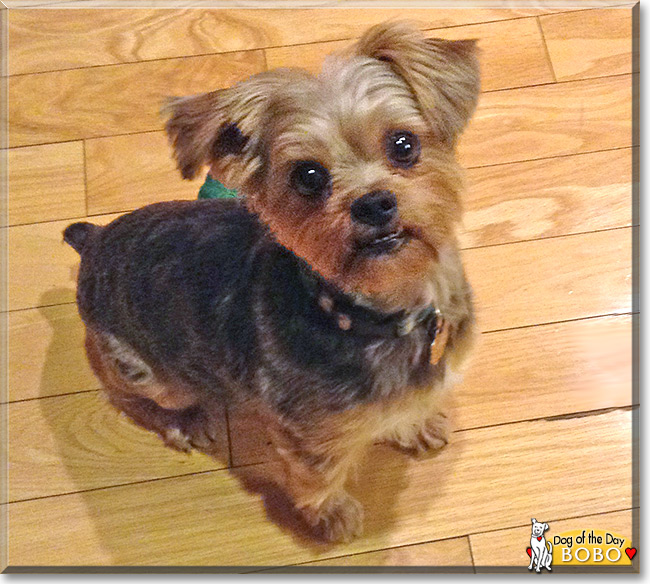Bobo the Yorkshire Terrier/Shih Tzu, the Dog of the Day